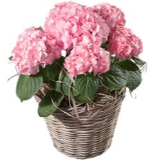 Hydrangea Wicker Basket