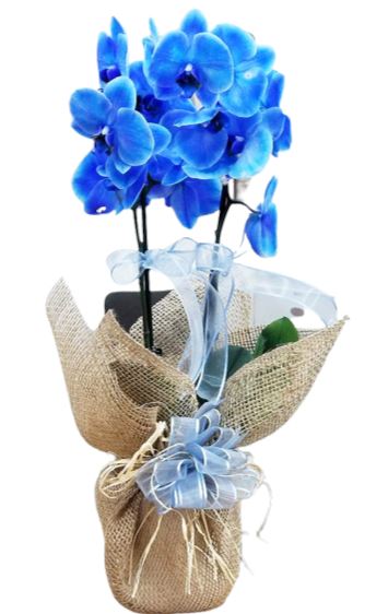 Jute Wraping Phalaenopsis Orchids