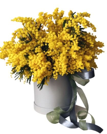 Mimosa Scented Box