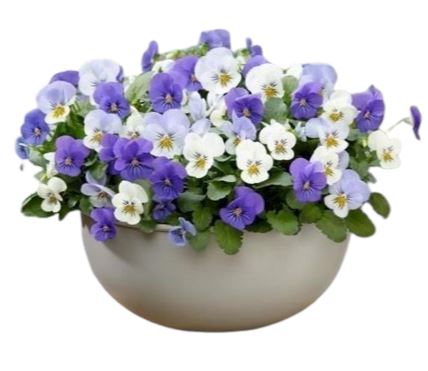 Mini Pansy Bowl Pot