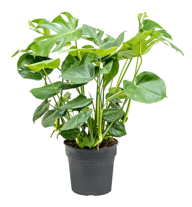 Monstera Deliciosa Plant – Luxe Flowers Delivered