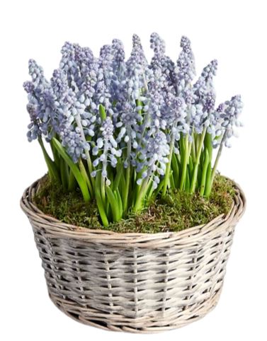 Muscari Cute Basket