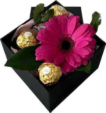 One Fresh Gerbera with Chocolates