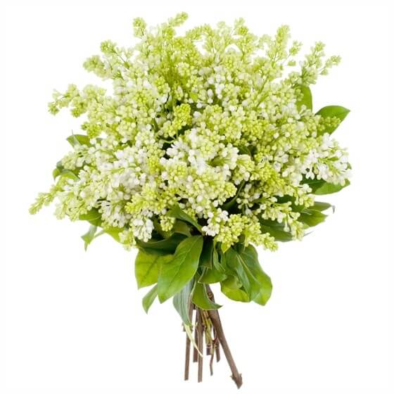 White Lilac Bouquet